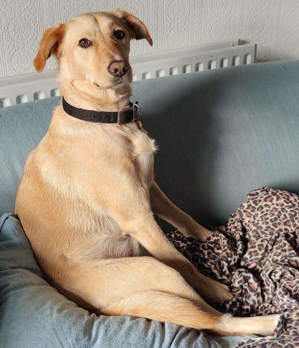 σκύλος στον καναπέ online παζλ