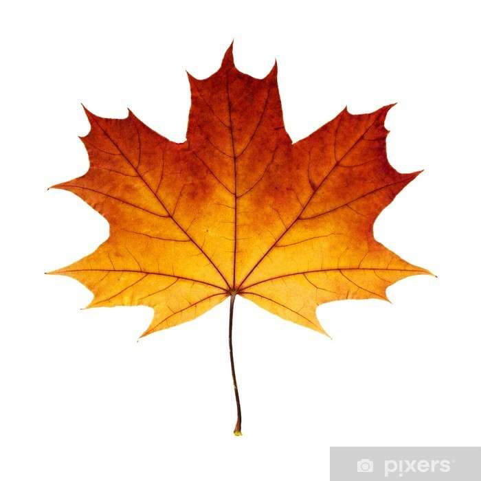 Maple Leaf puzzle online from photo