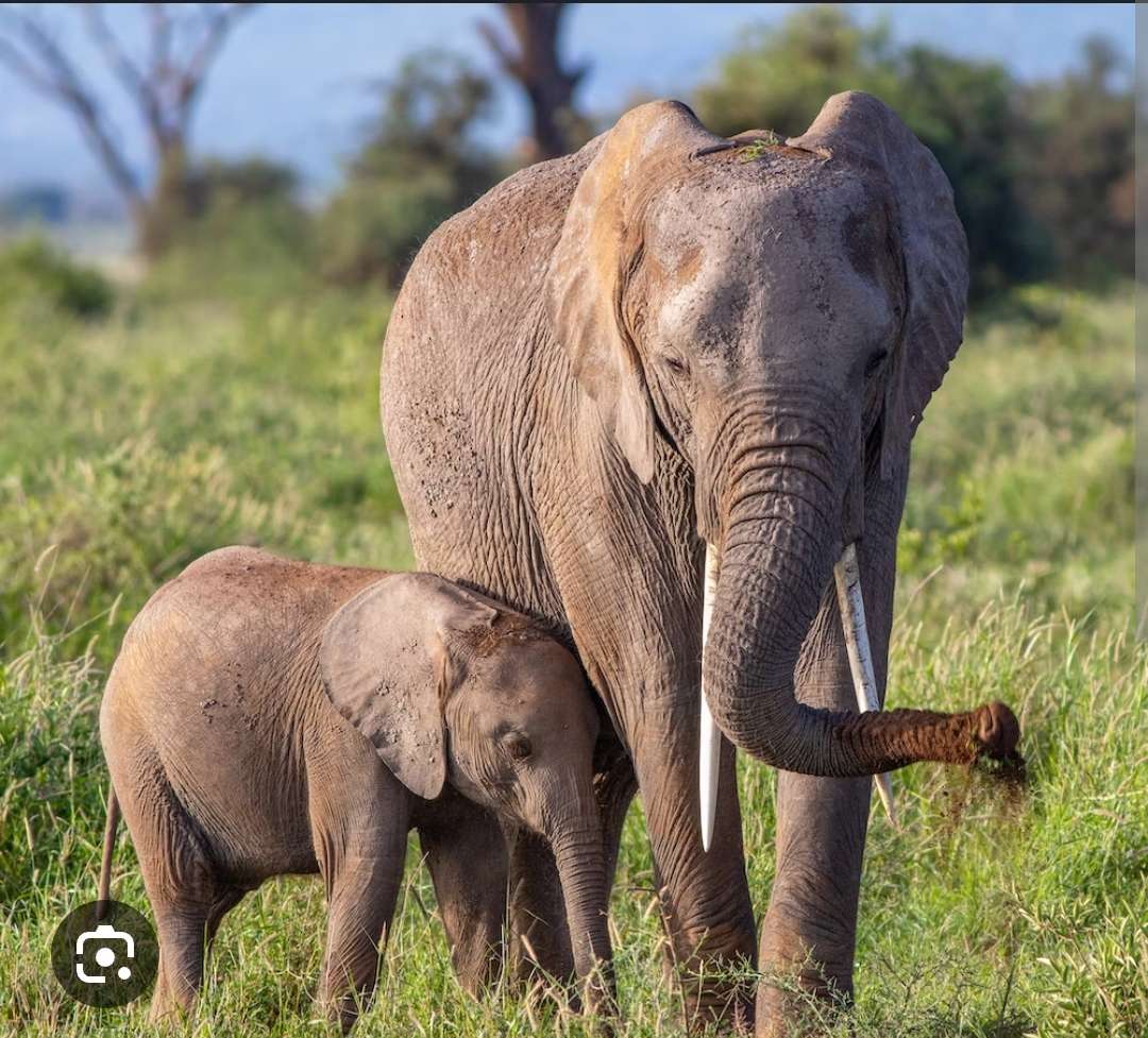 Παζλ για ελέφαντες παζλ online από φωτογραφία