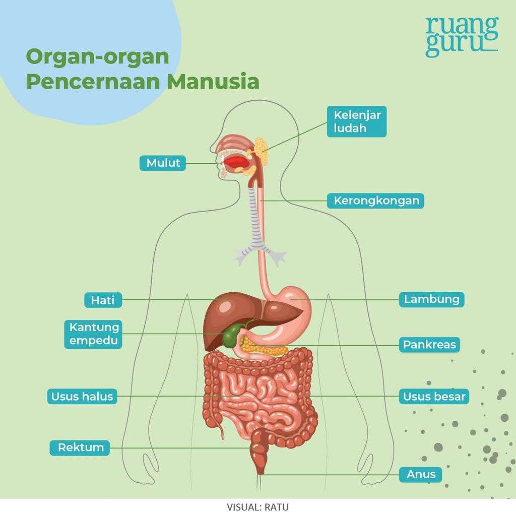 organ pencernaan online puzzle