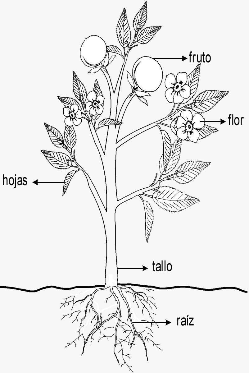 Kirakós játékok online puzzle