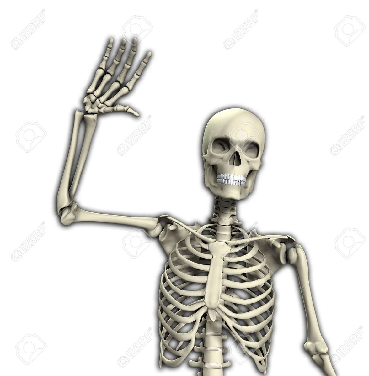 скелет 1 пазл онлайн из фото