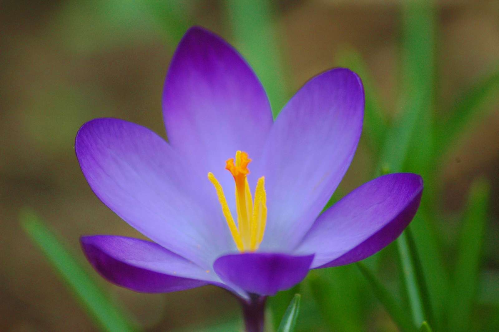 hét virágú virág puzzle online fotóról