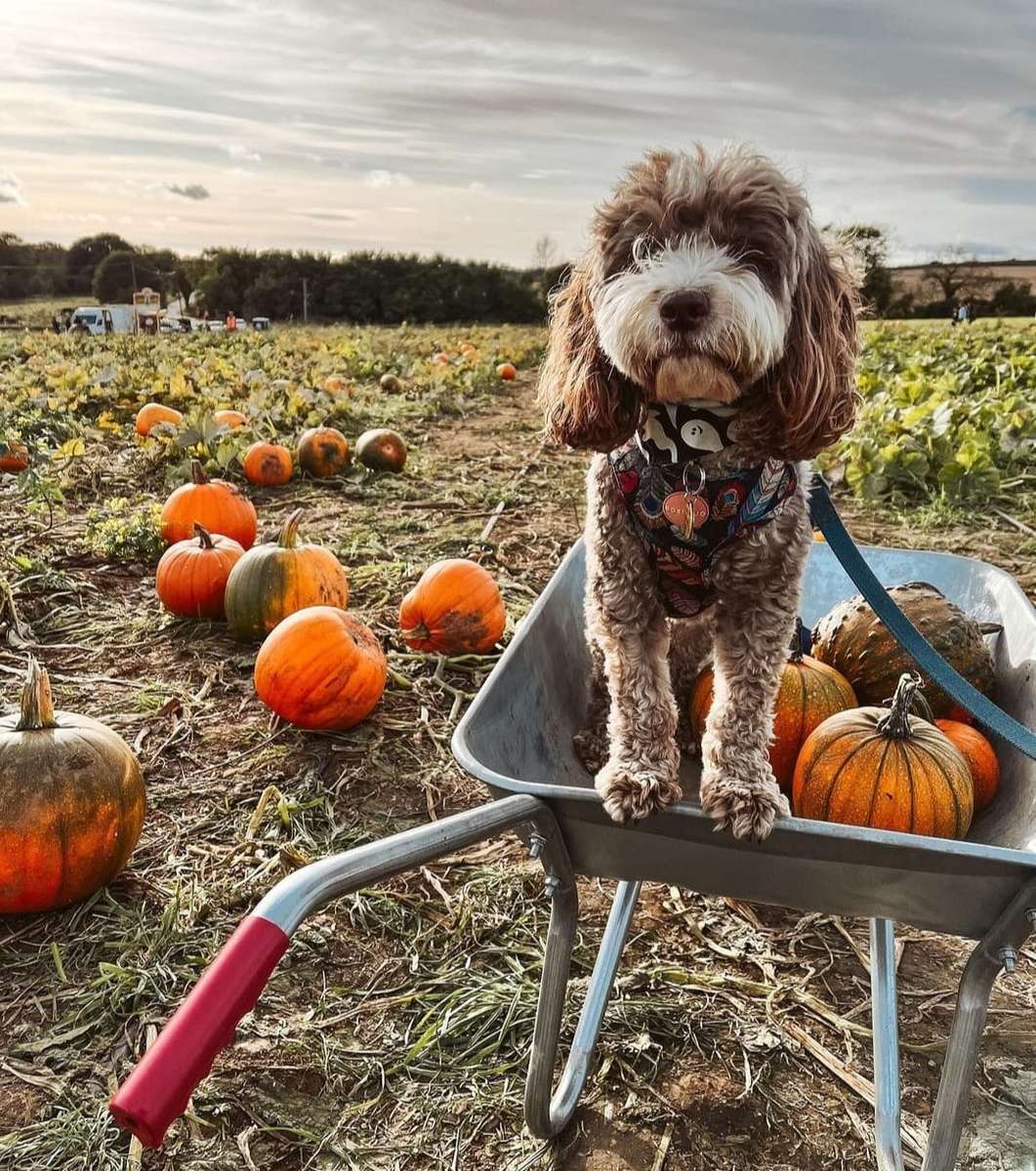 Chester el cachorro más lindo rompecabezas en línea