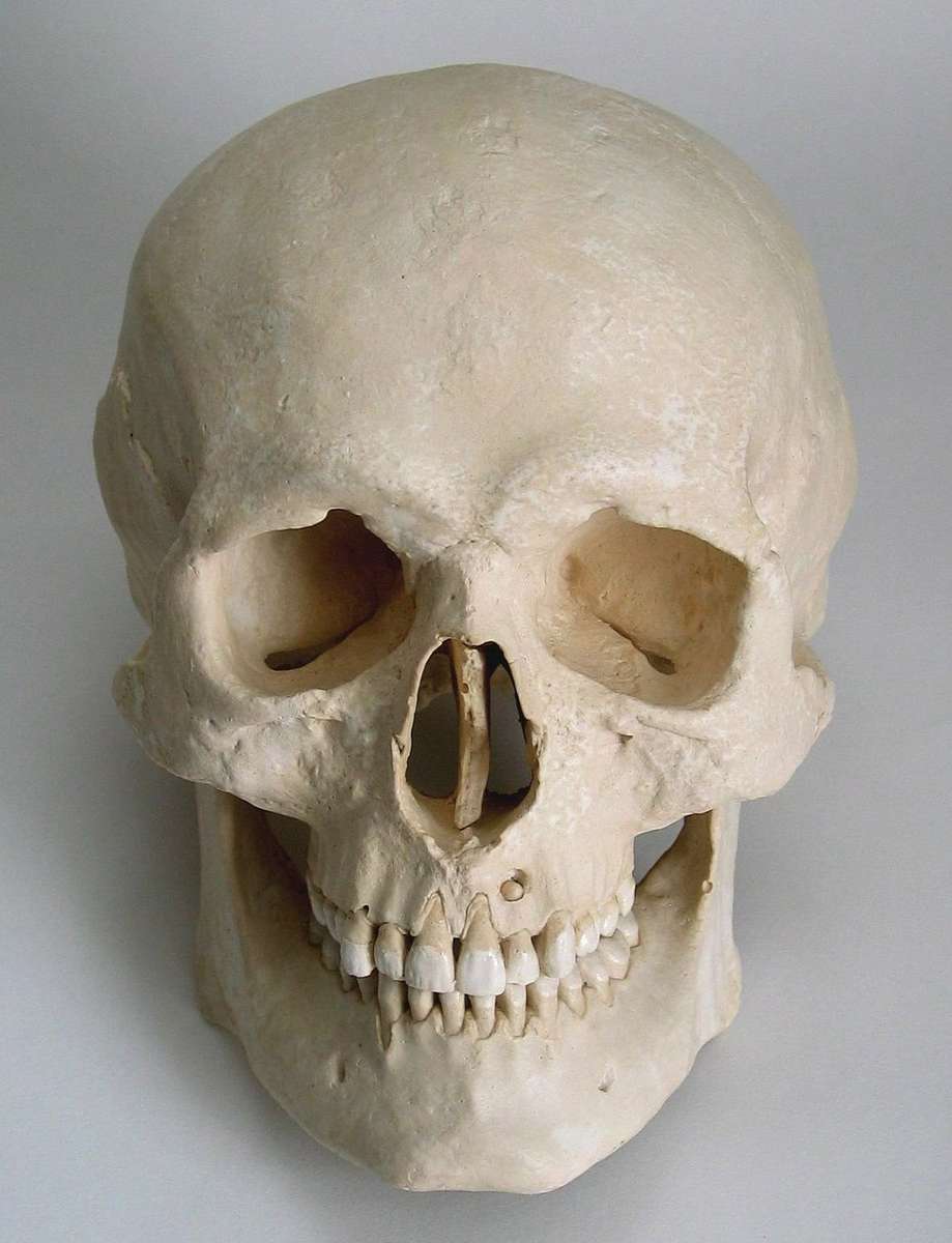 череп человека пазл онлайн из фото