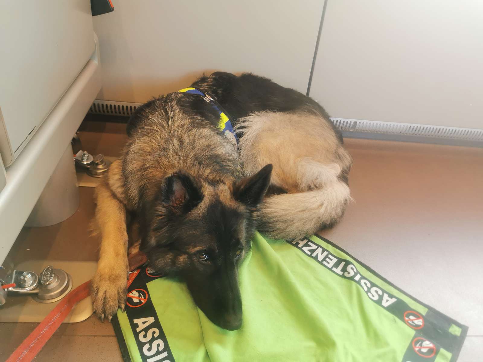 Servicehund liggande på filt pussel online från foto