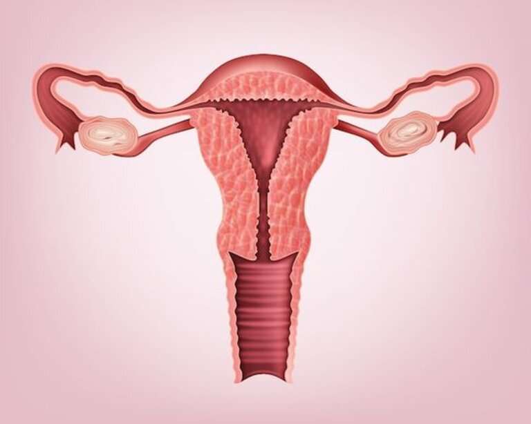 Kvinnligt reproduktionssystem Pussel online