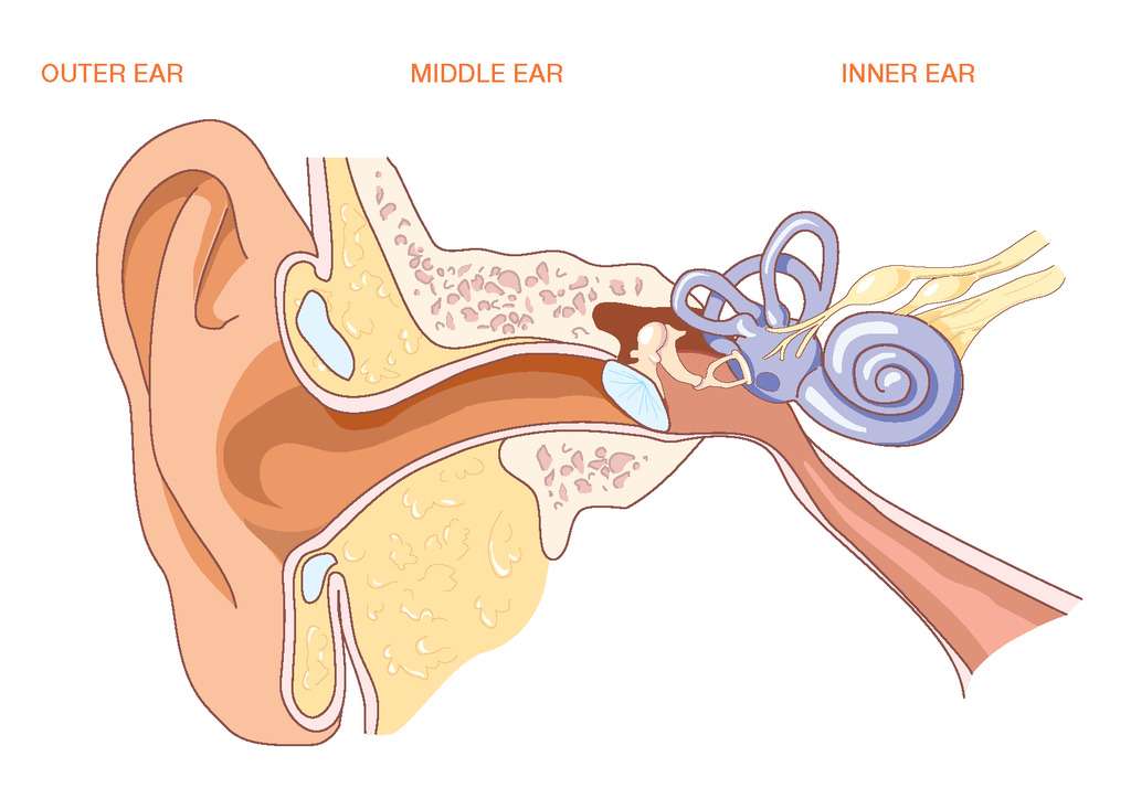 Ear anatomy puzzle online from photo