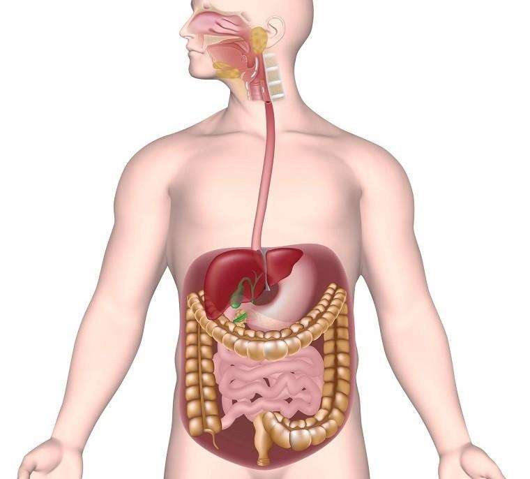 Digestive system online puzzle