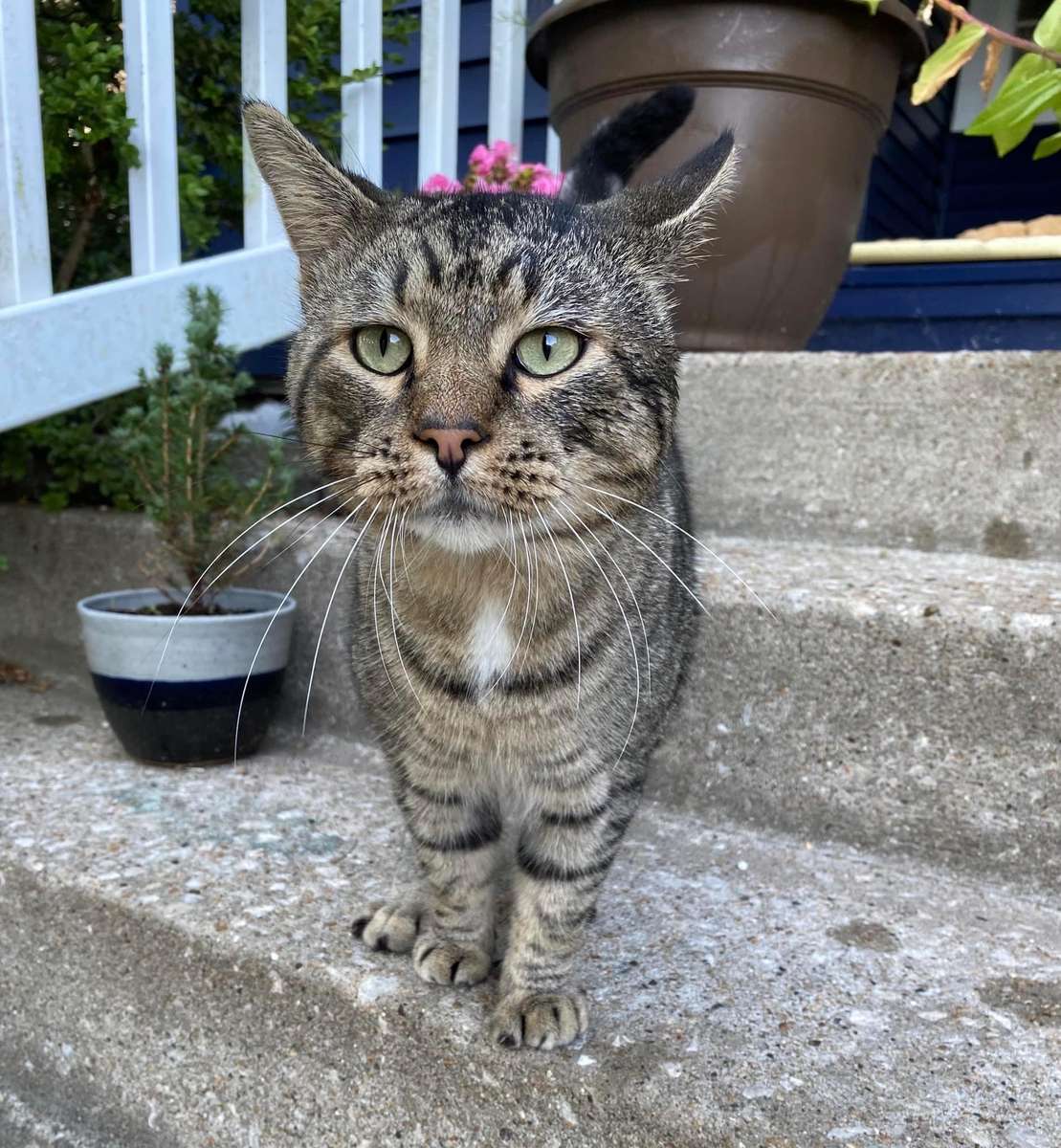 Šedá kočka, na schodech na verandu online puzzle