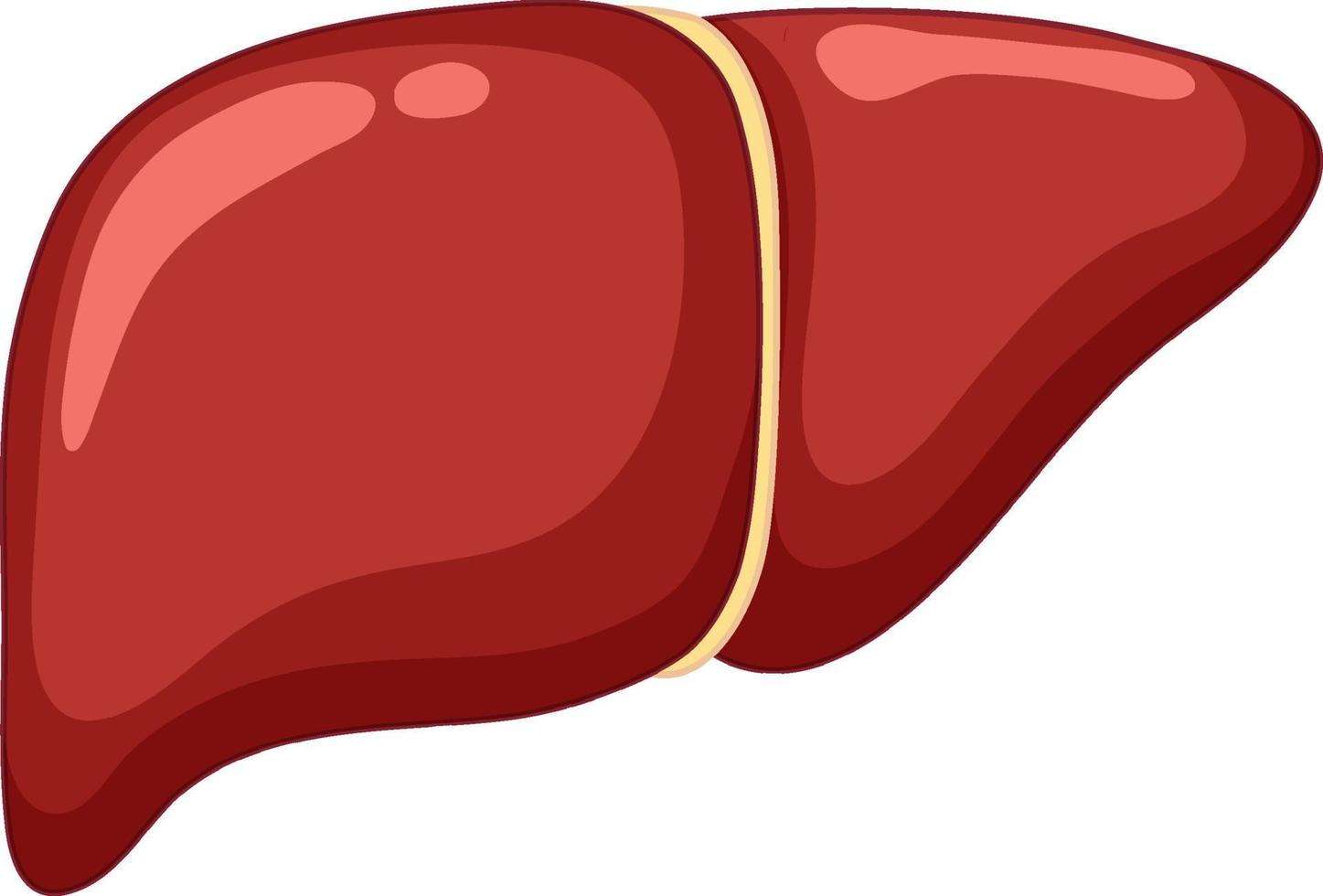 肝臓 オンラインパズル