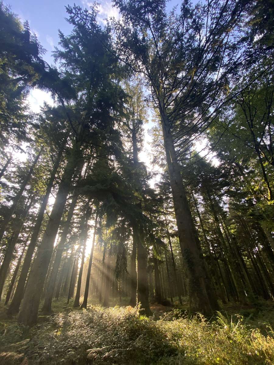 Солнечный свет сквозь деревья. пазл онлайн из фото