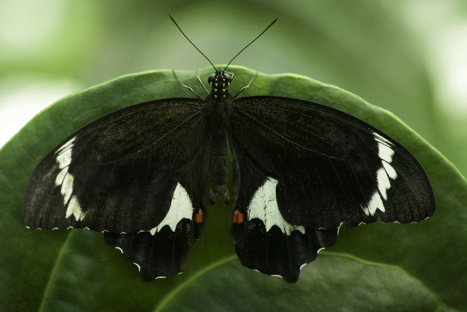 Raad de vlinder puzzel online van foto