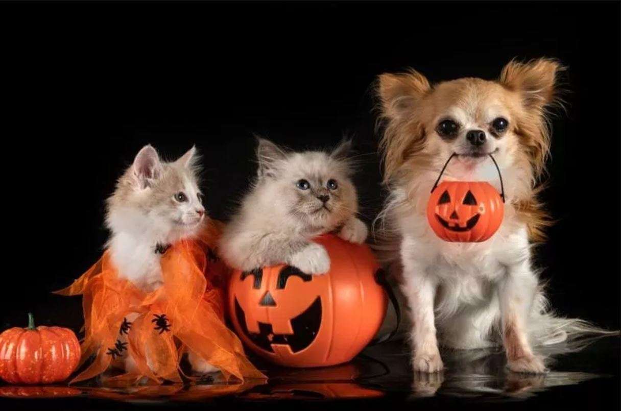 Хэллоуинские домашние животные пазл онлайн из фото