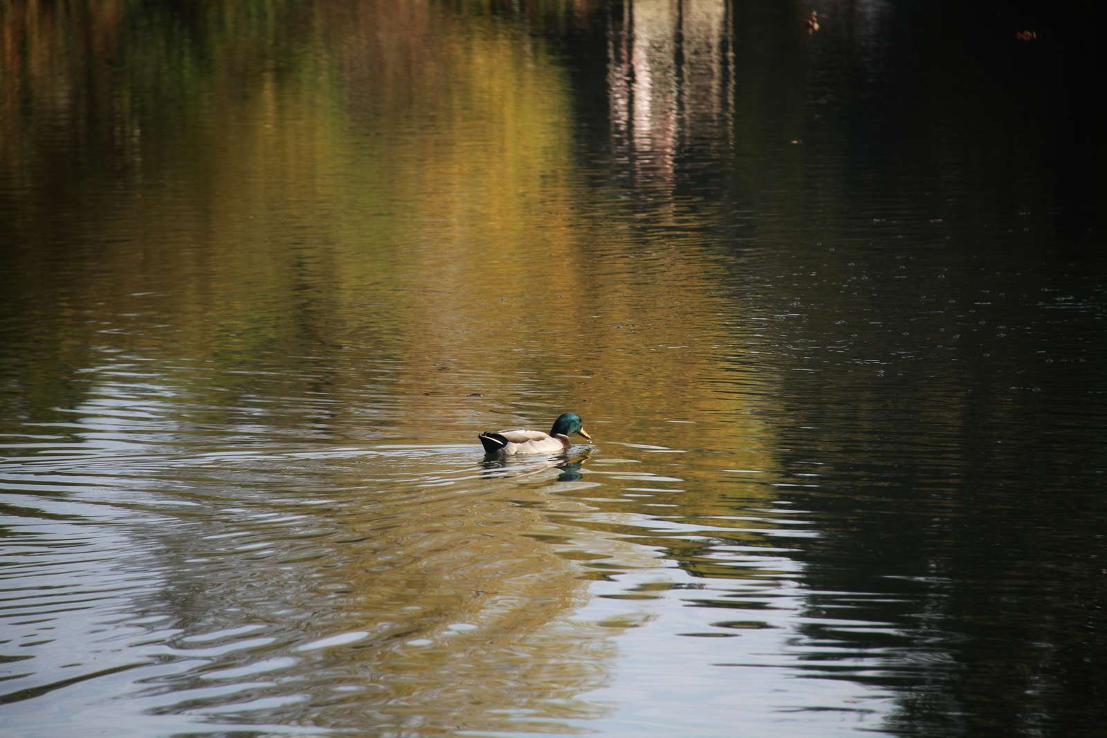 Ente auf einem Teich Online-Puzzle