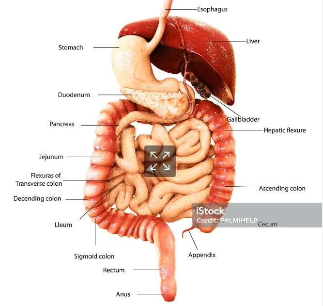 Sistem Pencernaan puzzle online din fotografie