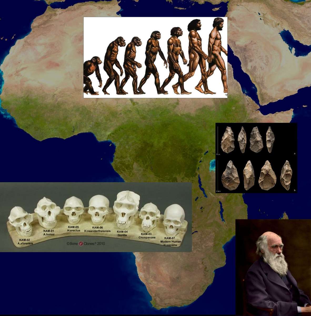 Evolutionary Puzzle online puzzle