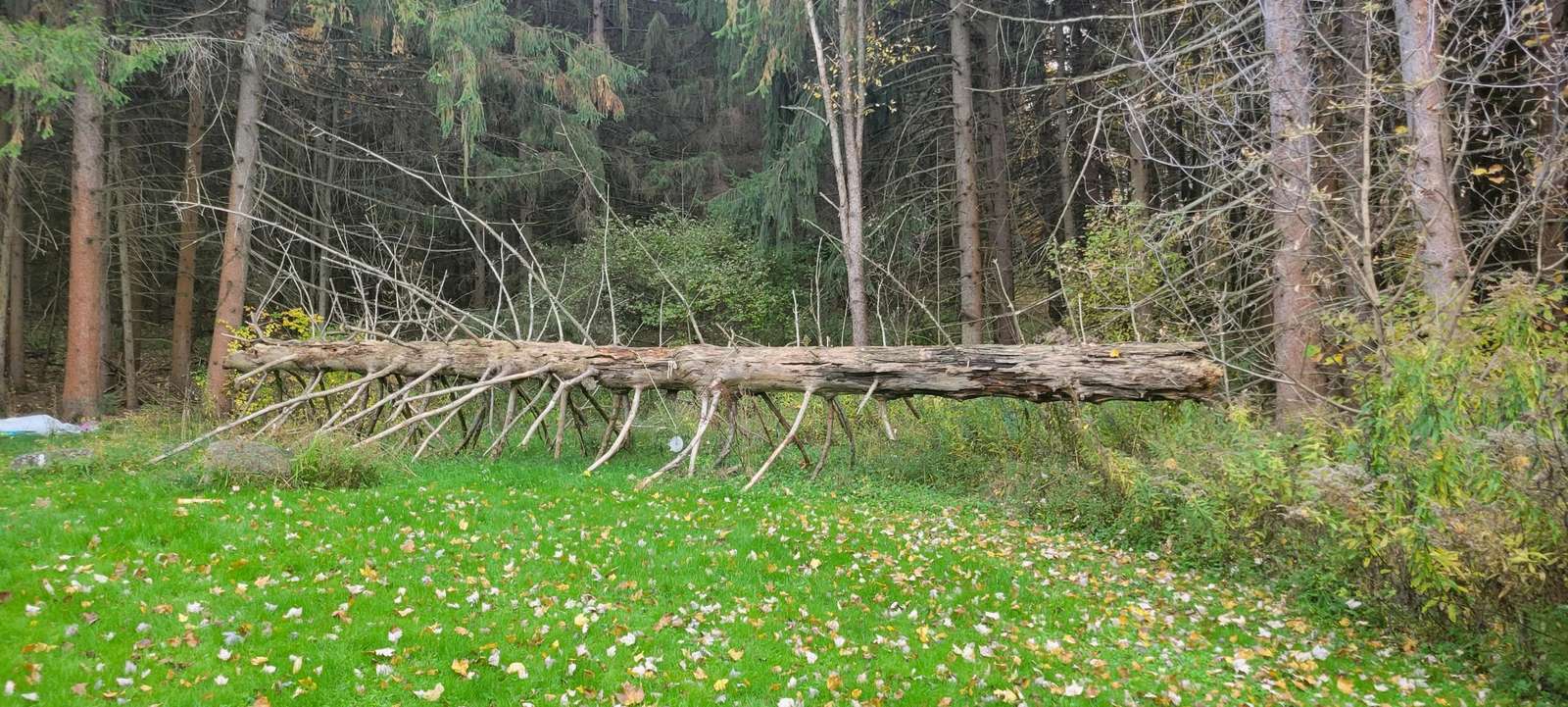omgevallen boom puzzel online van foto