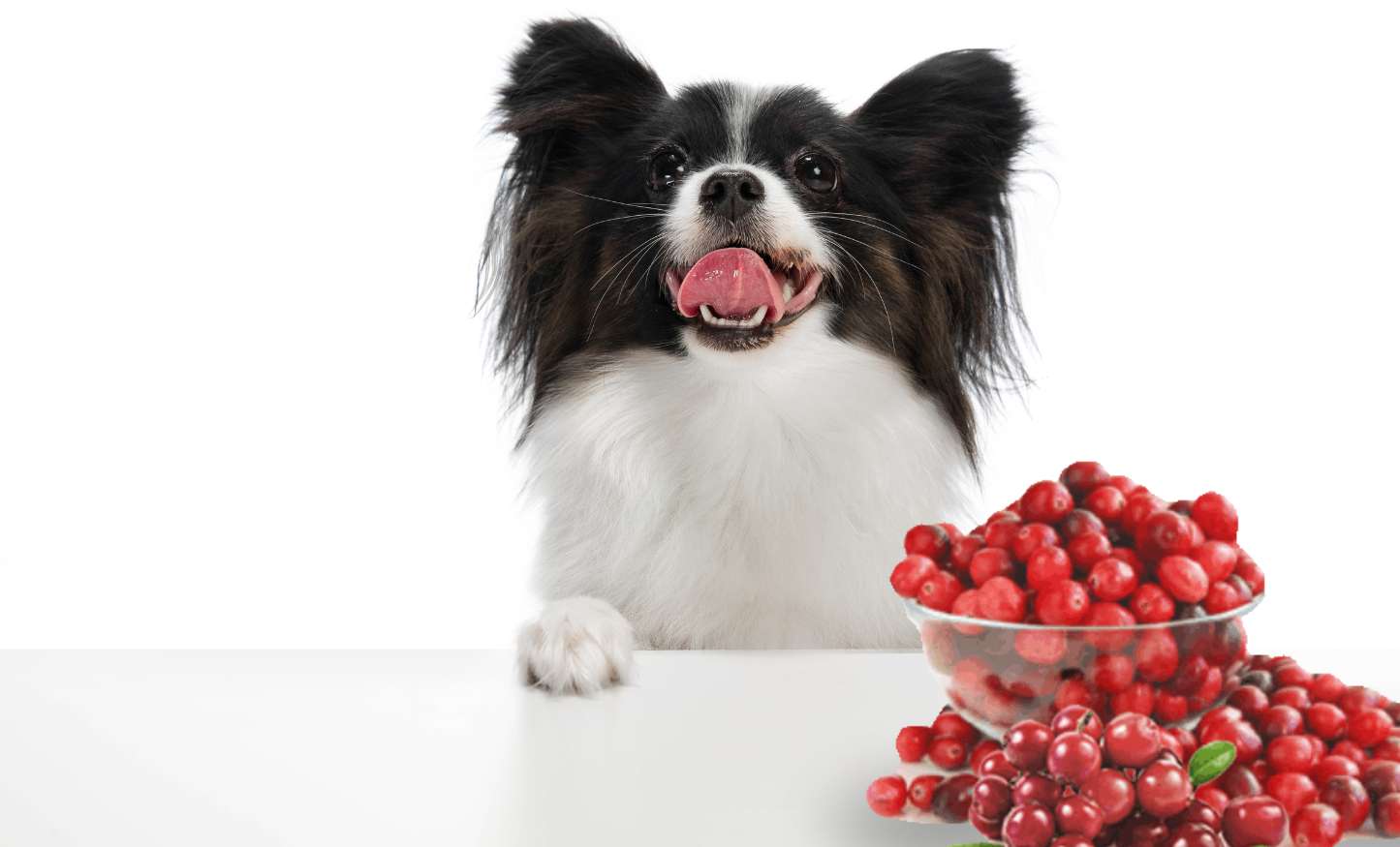 dog with cranberries puzzle online from photo