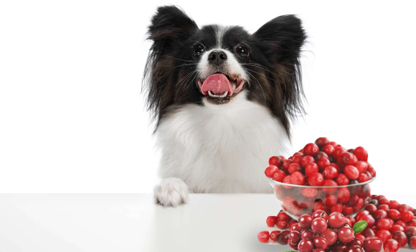 Hund mit Preiselbeeren Online-Puzzle vom Foto