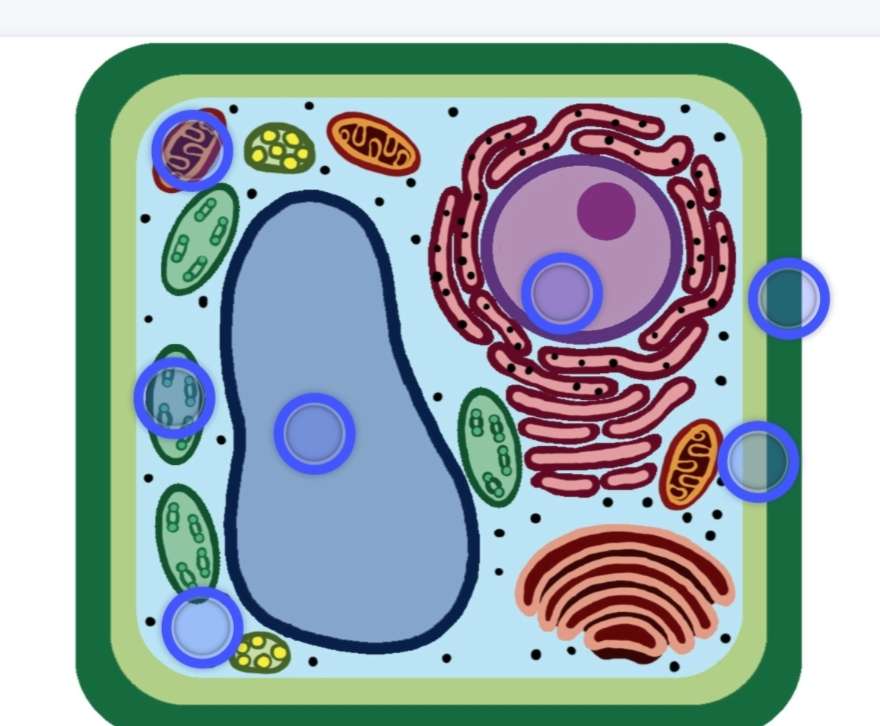 Φυτικό κύτταρο παζλ online από φωτογραφία