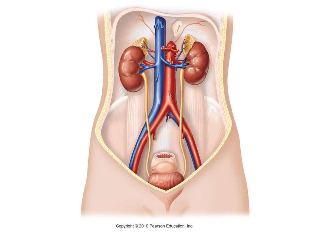 urinary system online puzzle