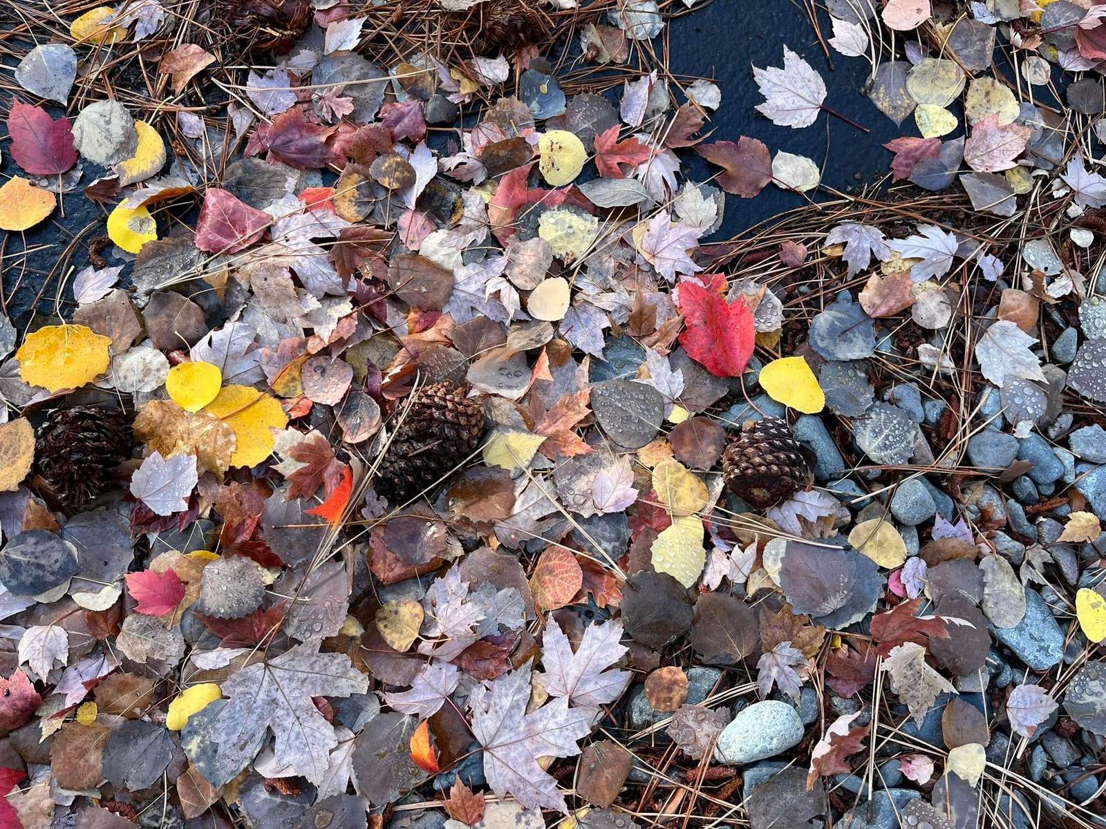 Осенняя красота пазл онлайн из фото