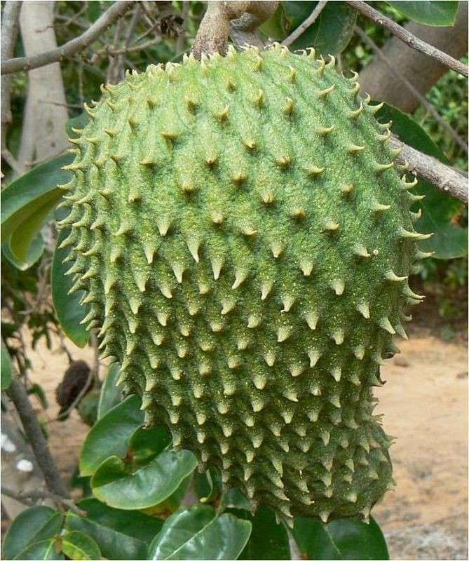 Durian Belanda puzzle online fotóról