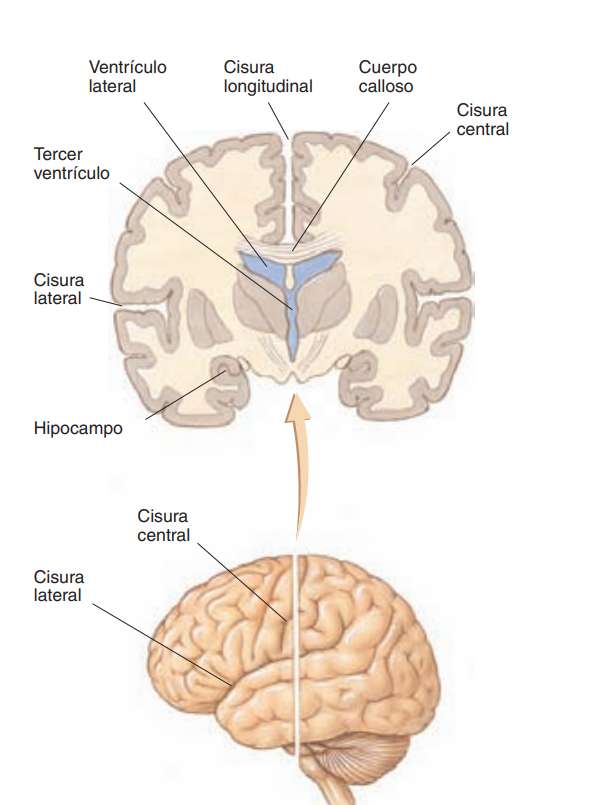 hippocampus puzzle online from photo