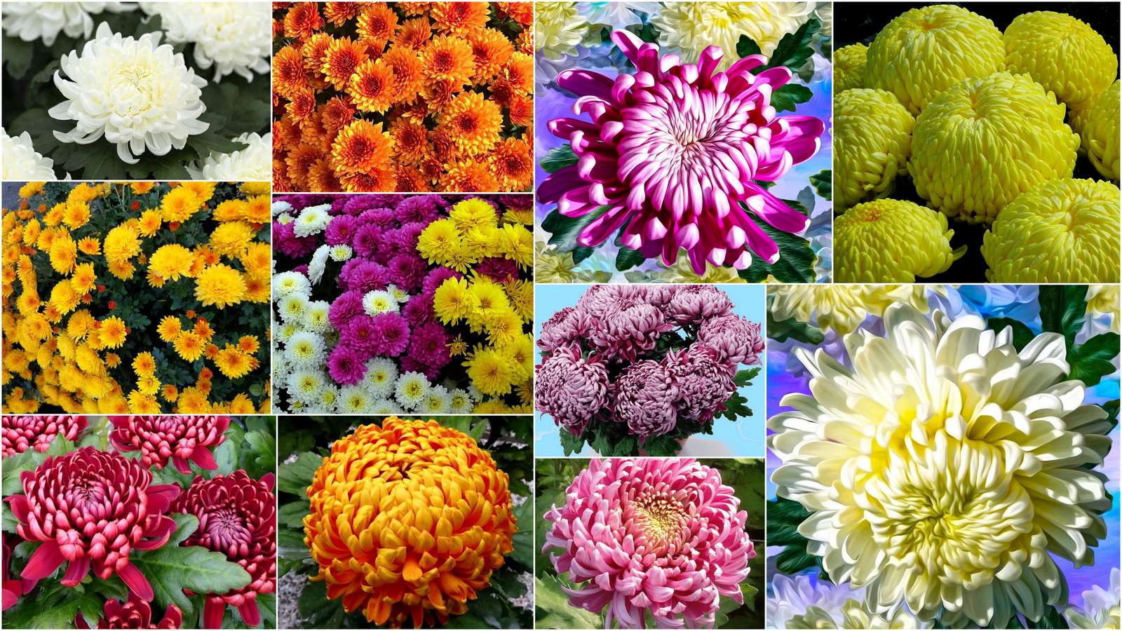 Chrysanthemums online puzzle