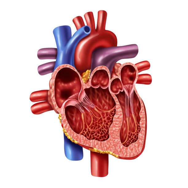 hjärtats anatomi pussel online från foto