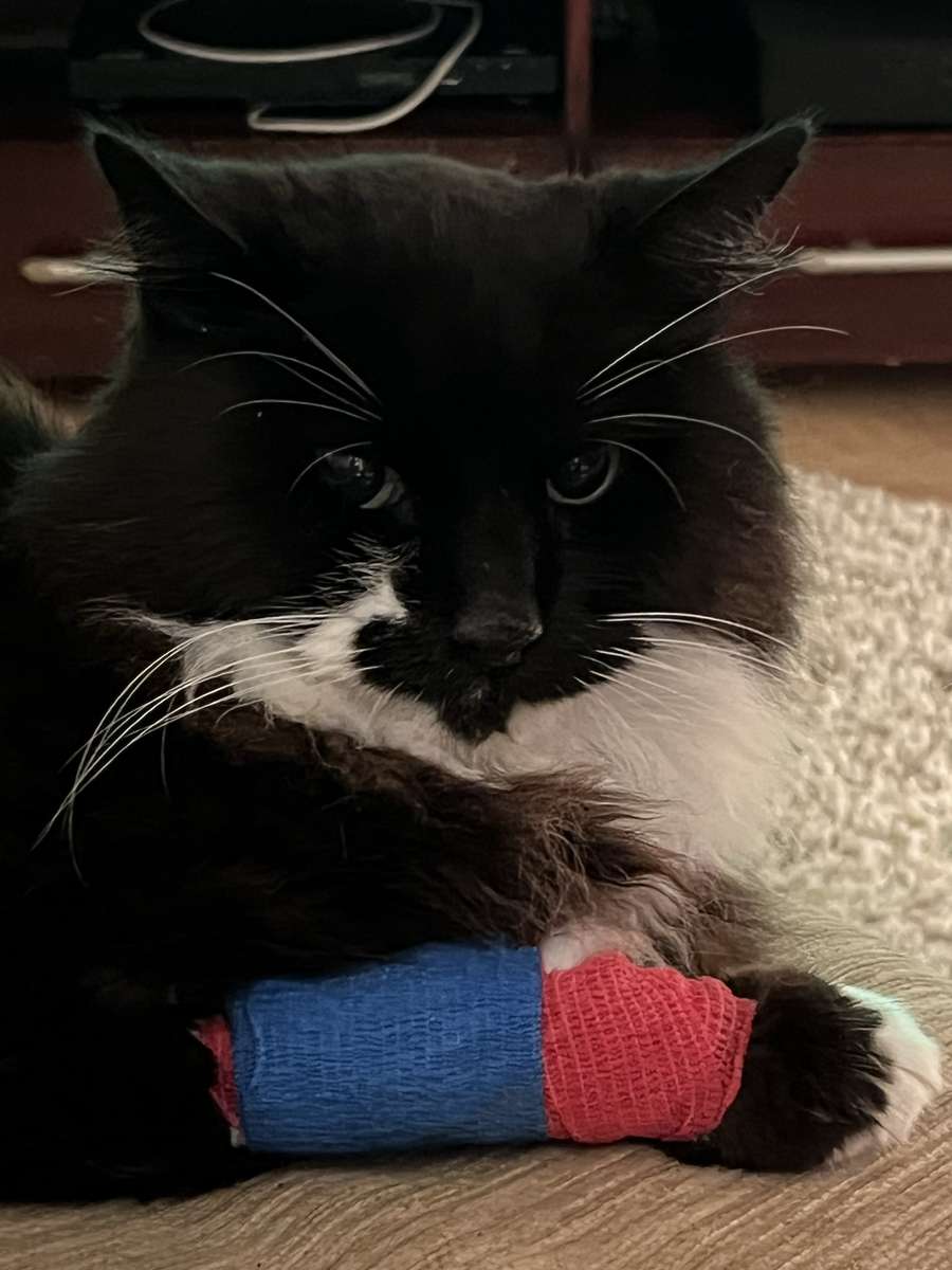 Супер кіт Джордж скласти пазл онлайн з фото