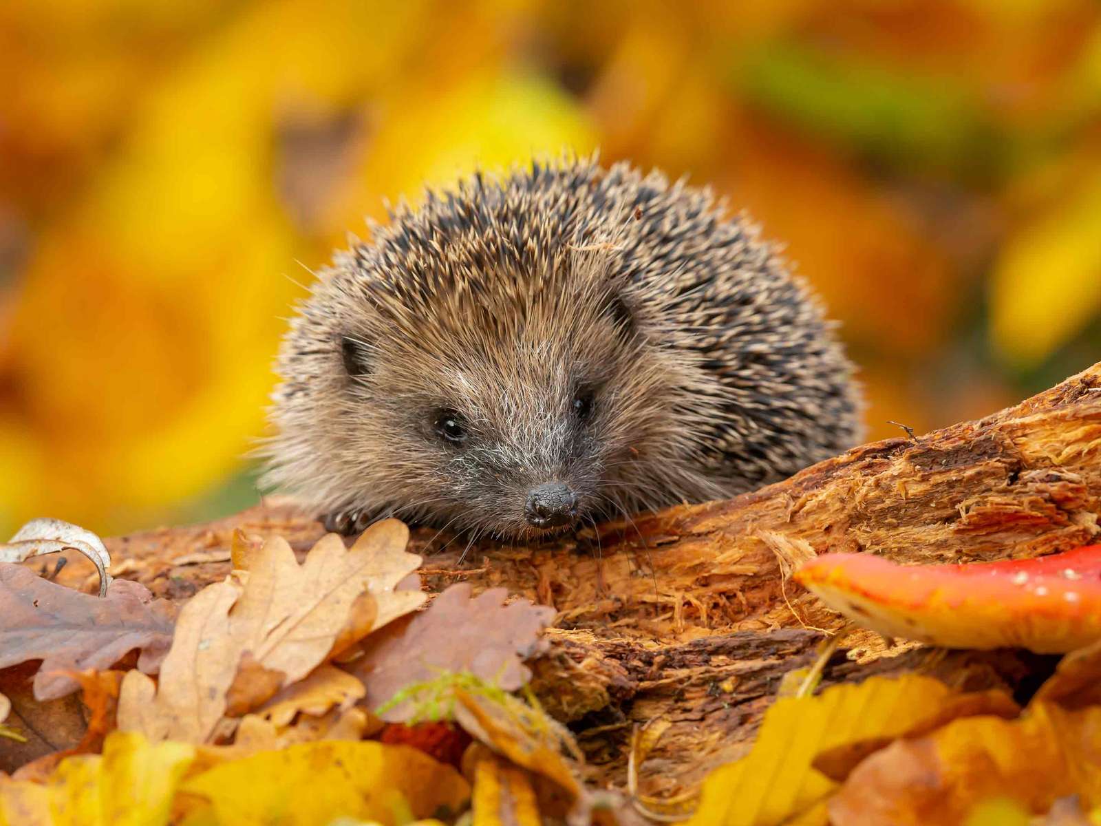 The Hedgehog puzzle online from photo