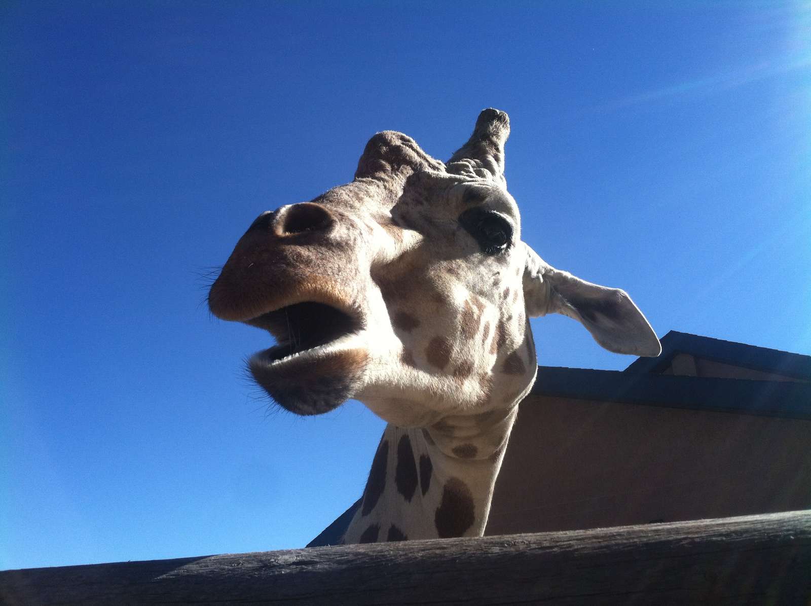 cheyenne mountain giraffe puzzle online from photo