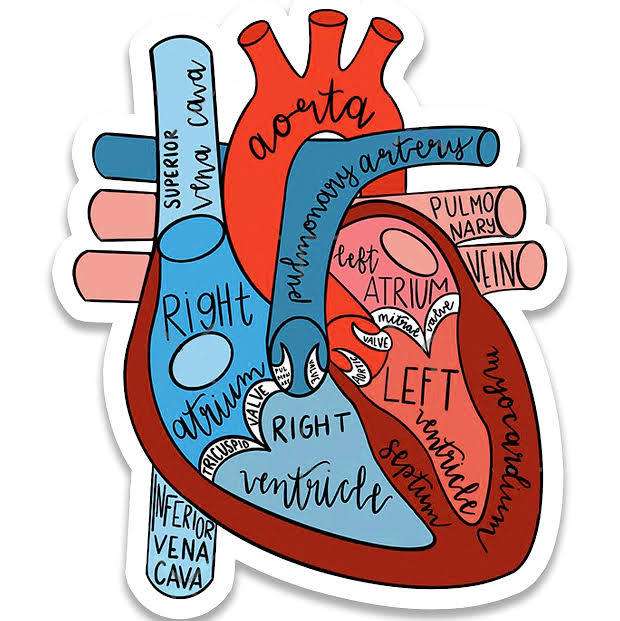 Анатомічне серце онлайн пазл