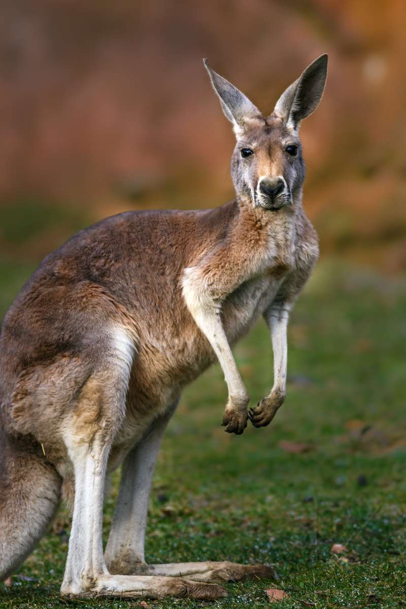 Kangaroo puzzle online from photo