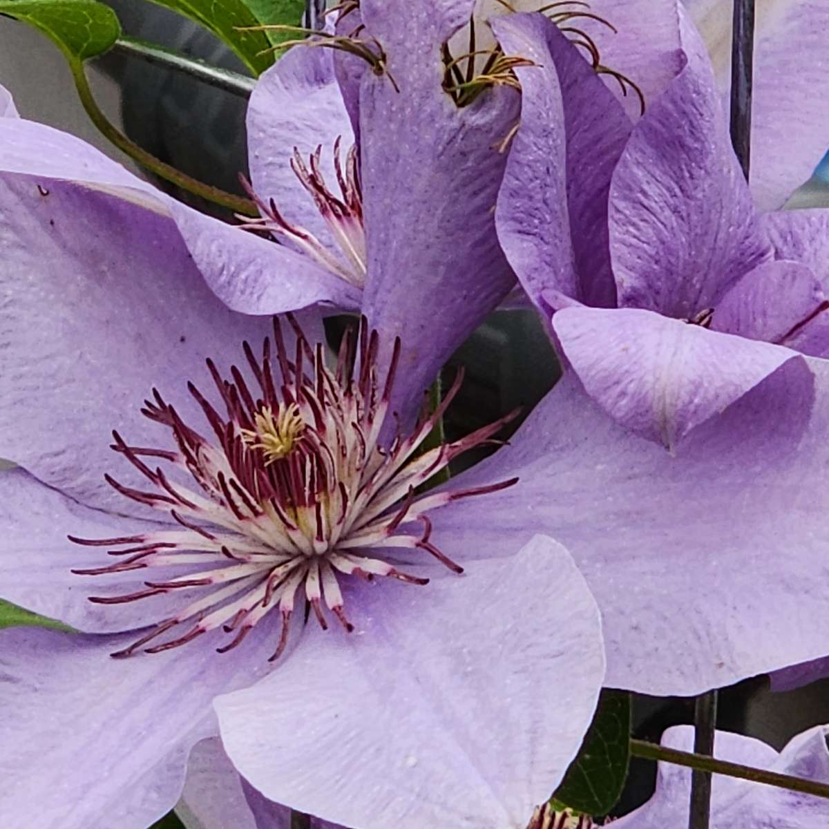 grote paarse bloem online puzzel