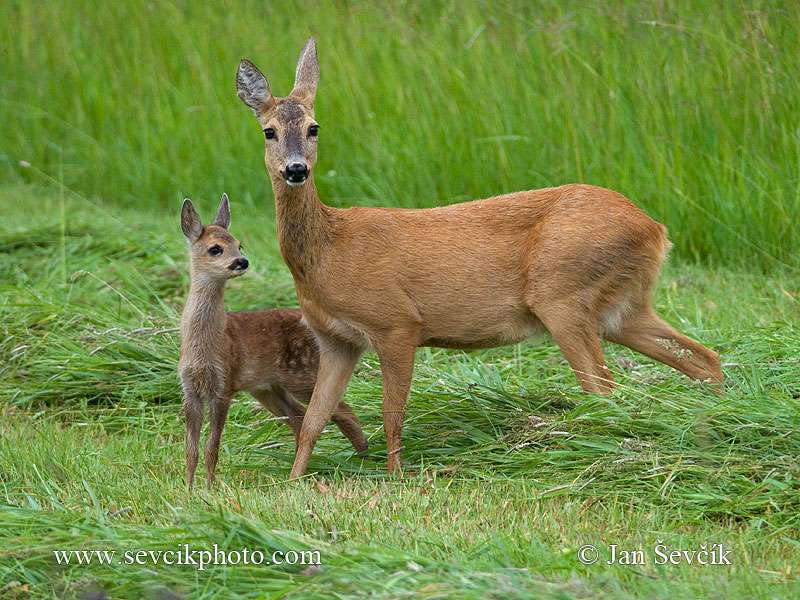 Roe deer puzzle online from photo
