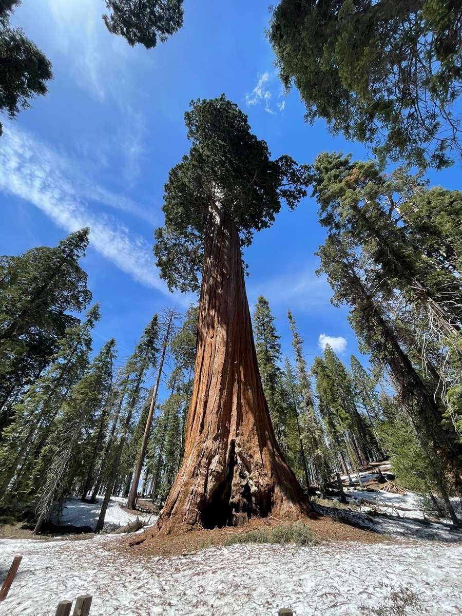 Árbol Secuoya rompecabezas en línea