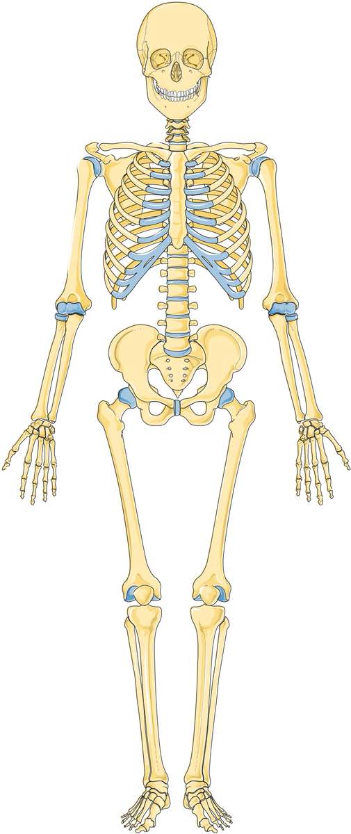 Skeletsysteem puzzel online van foto