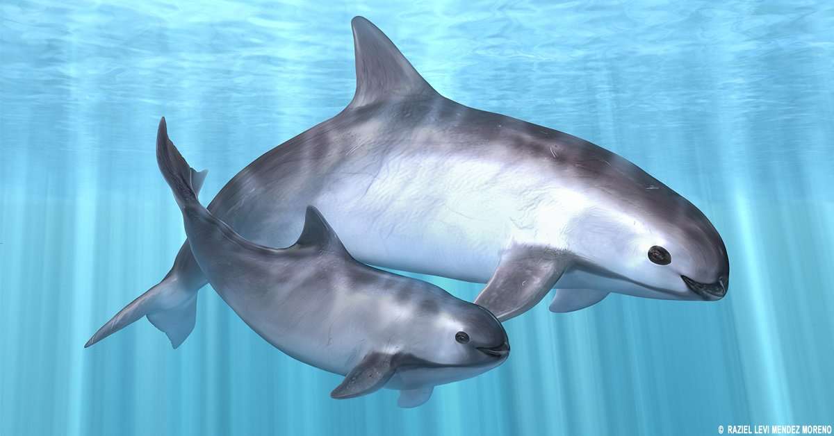 Vaquita? Het kleinste en zeldzaamste zeezoogdier online puzzel