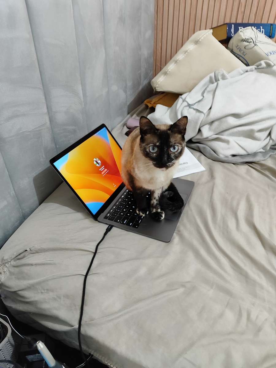 Cat on a mac puzzle online from photo