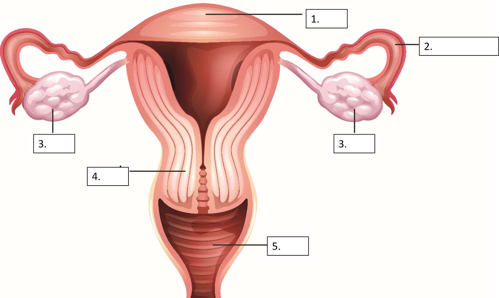sistema reproductivo femenino puzzle online a partir de foto