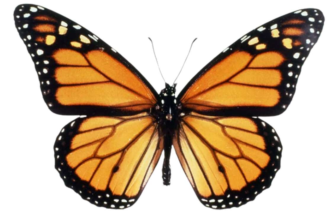 метелик скласти пазл онлайн з фото
