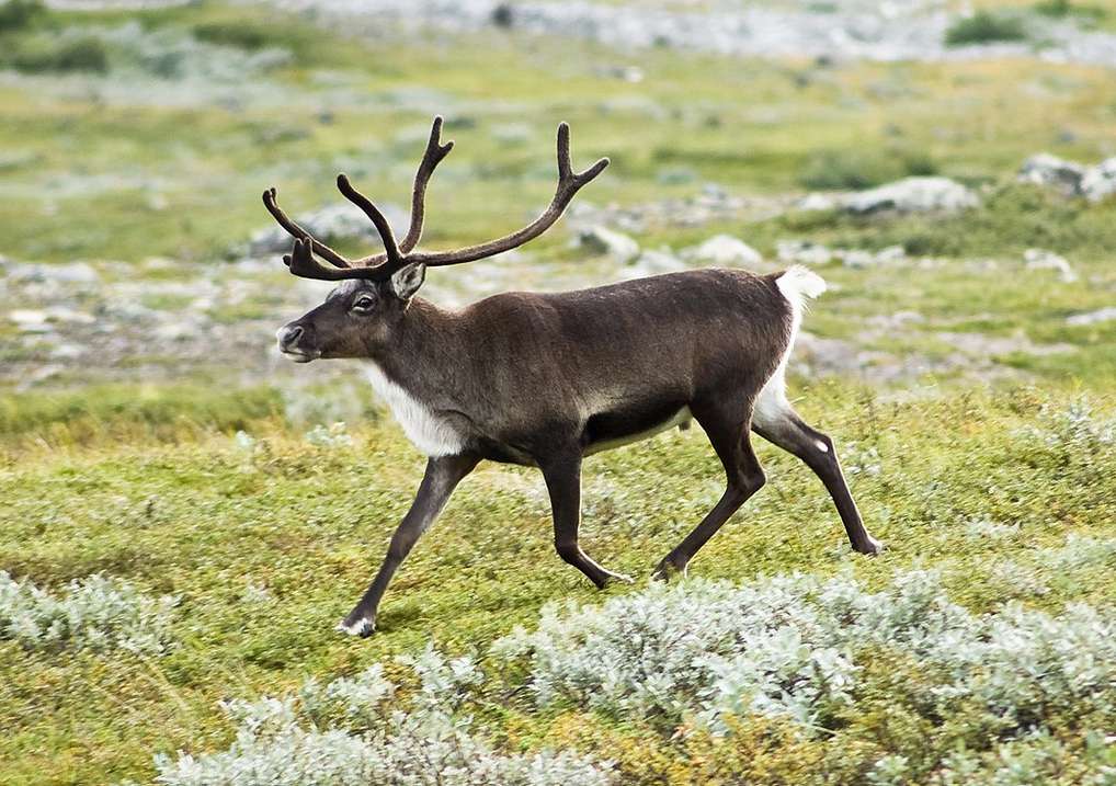Reindeer puzzle online from photo