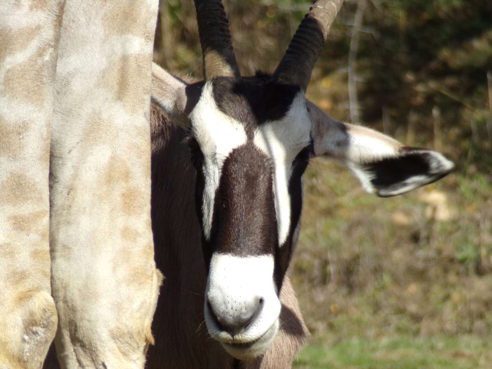 Close up of Gemsbok puzzle online from photo