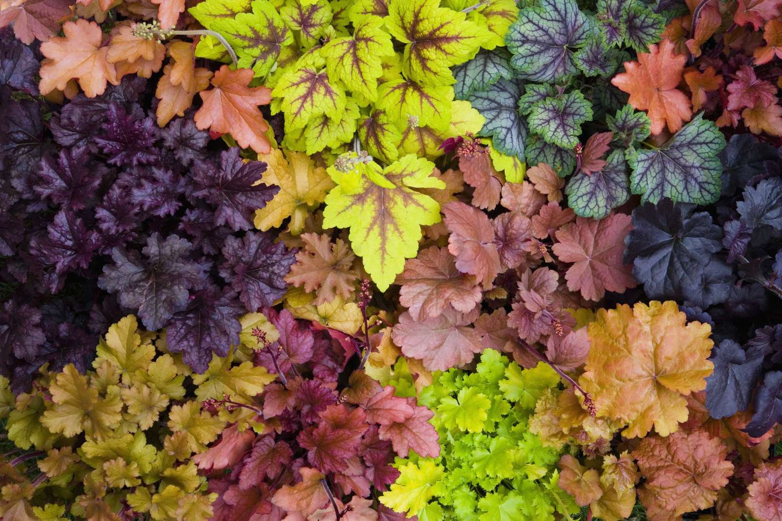 Növények csomókban puzzle online fotóról