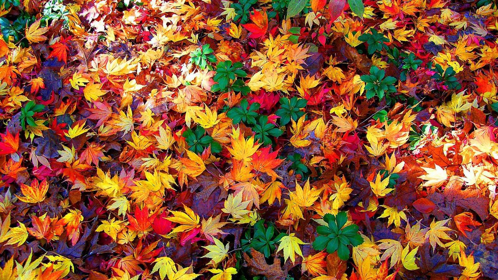 Разноцветные листья пазл онлайн из фото