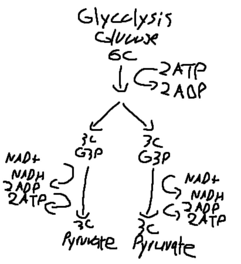 Glycolysis puzzle online from photo