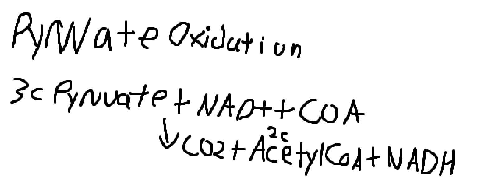 Pyruvate Oxidation online puzzle